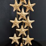 Cabinet of curiosities starfish globe protoreaster nodosus