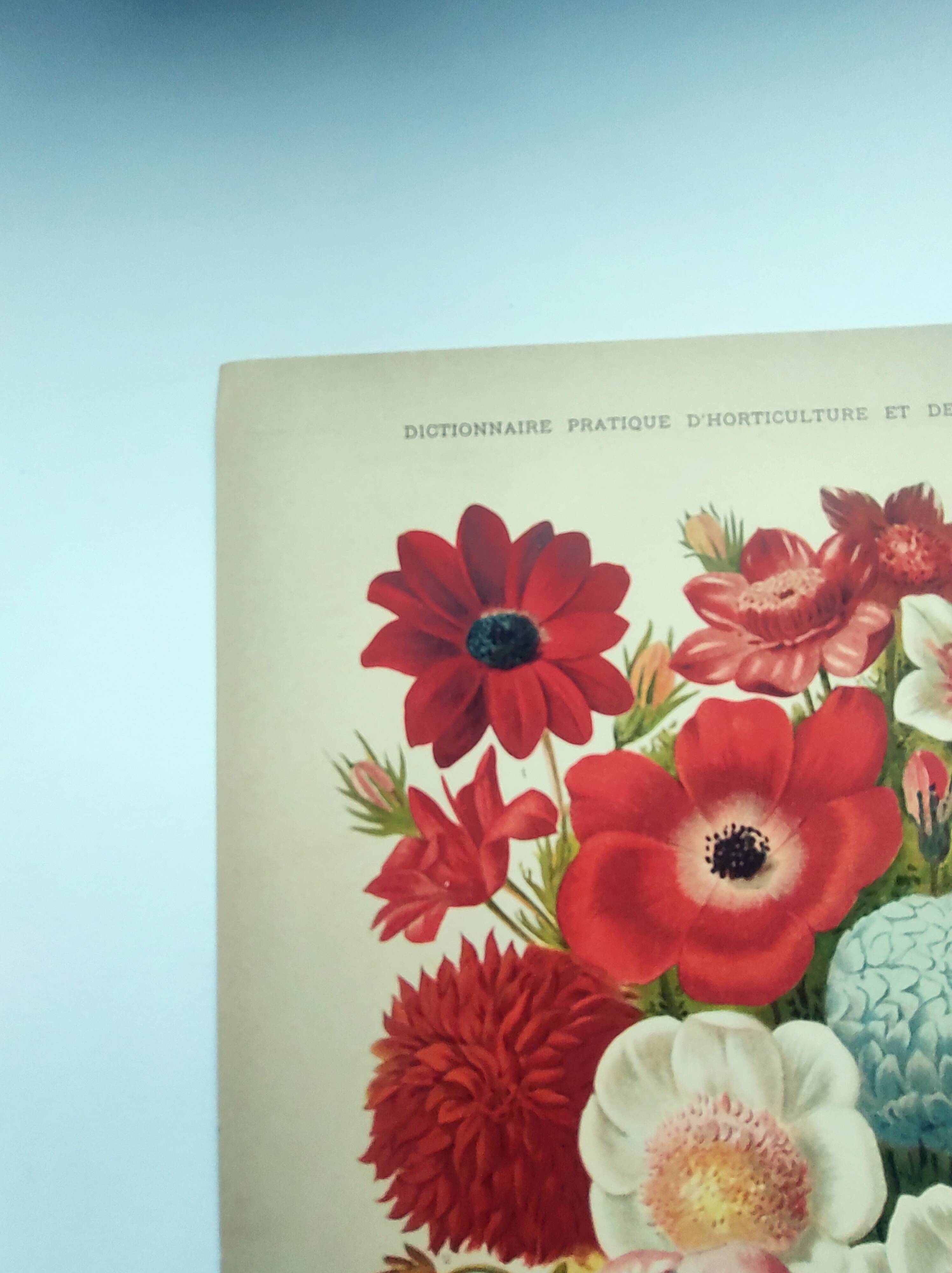 Botanical engraving from 1897 by A.Lefevre - Columbine - Old plate. Flower lithograph