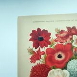 Botanical engraving from 1897 by A.Lefevre - Columbine - Old plate. Flower lithograph