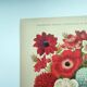Botanical engraving from 1897 by A.Lefevre - Columbine - Old plate. Flower lithograph