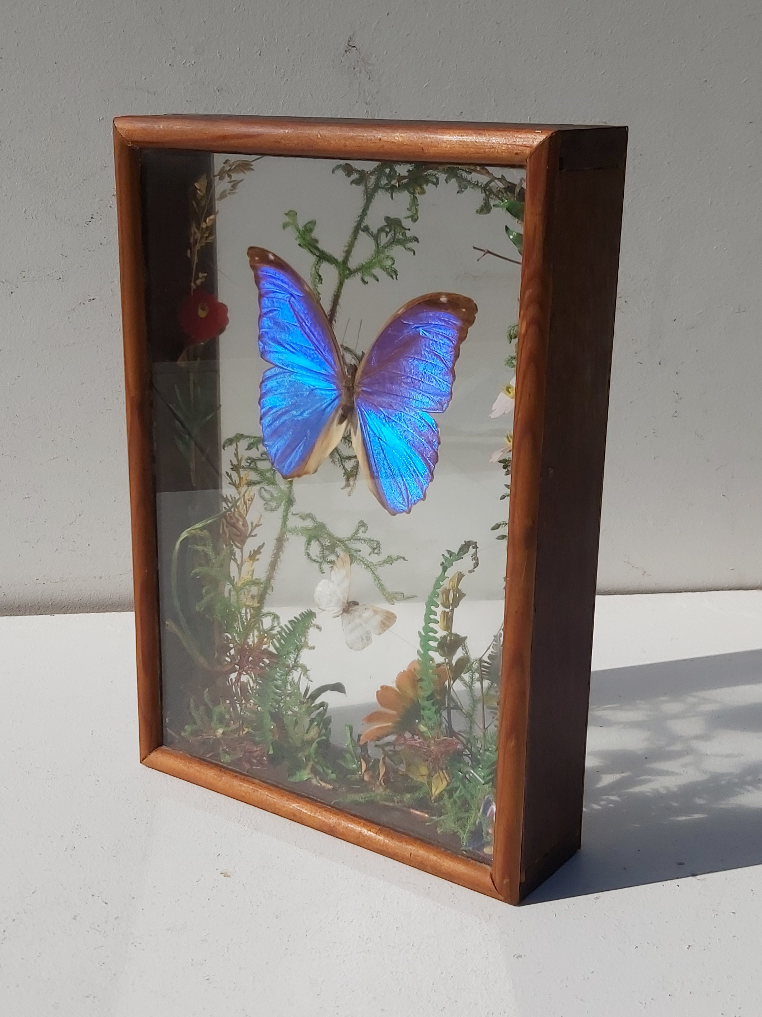 Box composition butterfly wood and glass