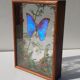 Box composition butterfly wood and glass