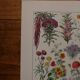 Lithographies originales sur les fleurs