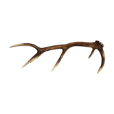 Deer Boix
