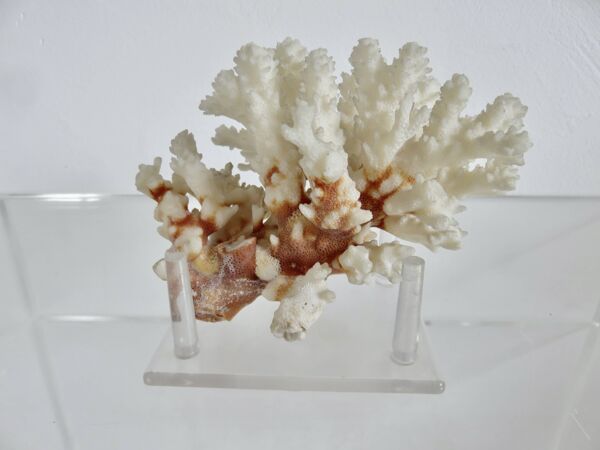 Arbre de corail blanc