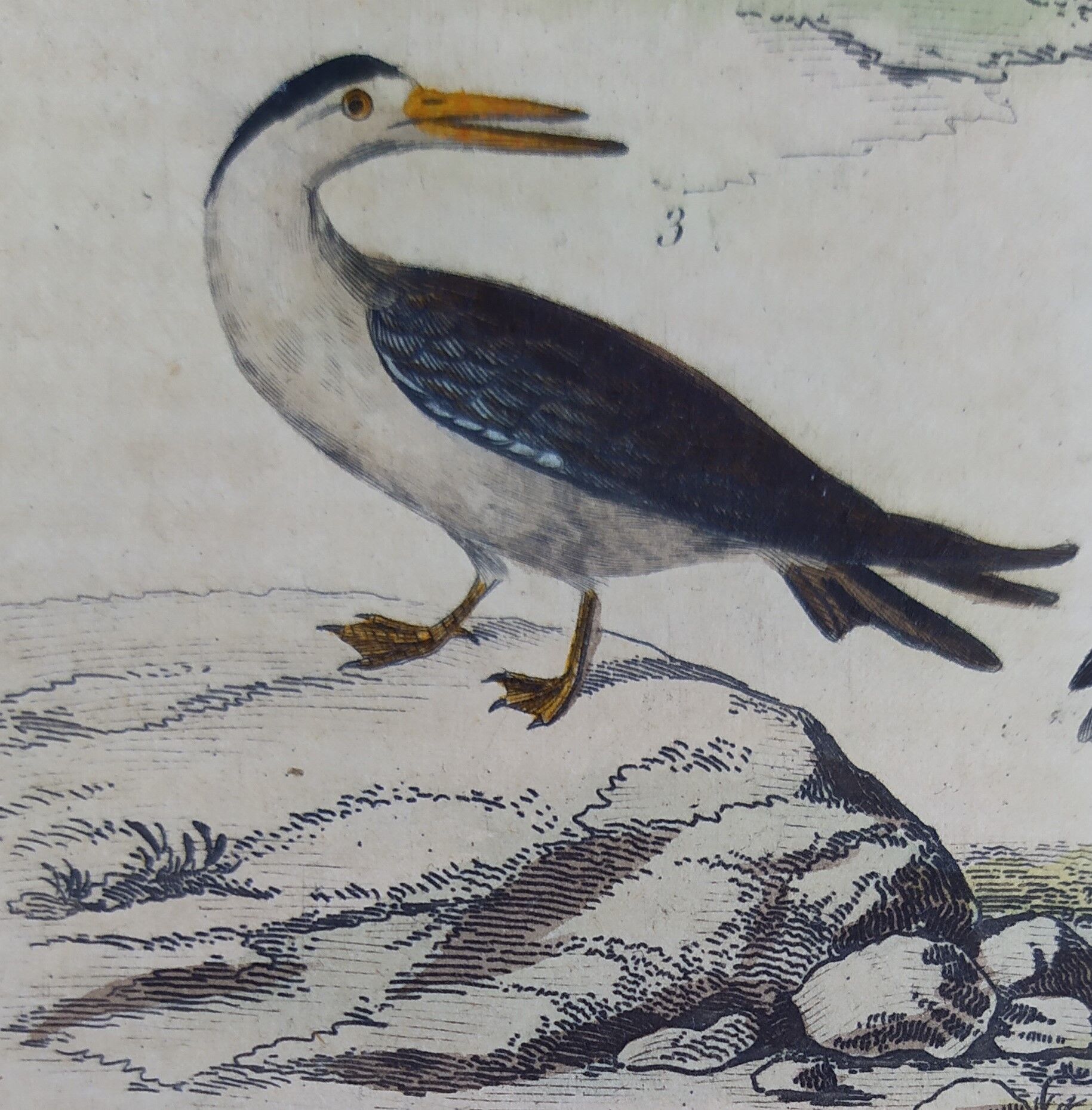 Original ornithological plate "