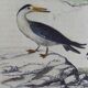 Original ornithological plate "