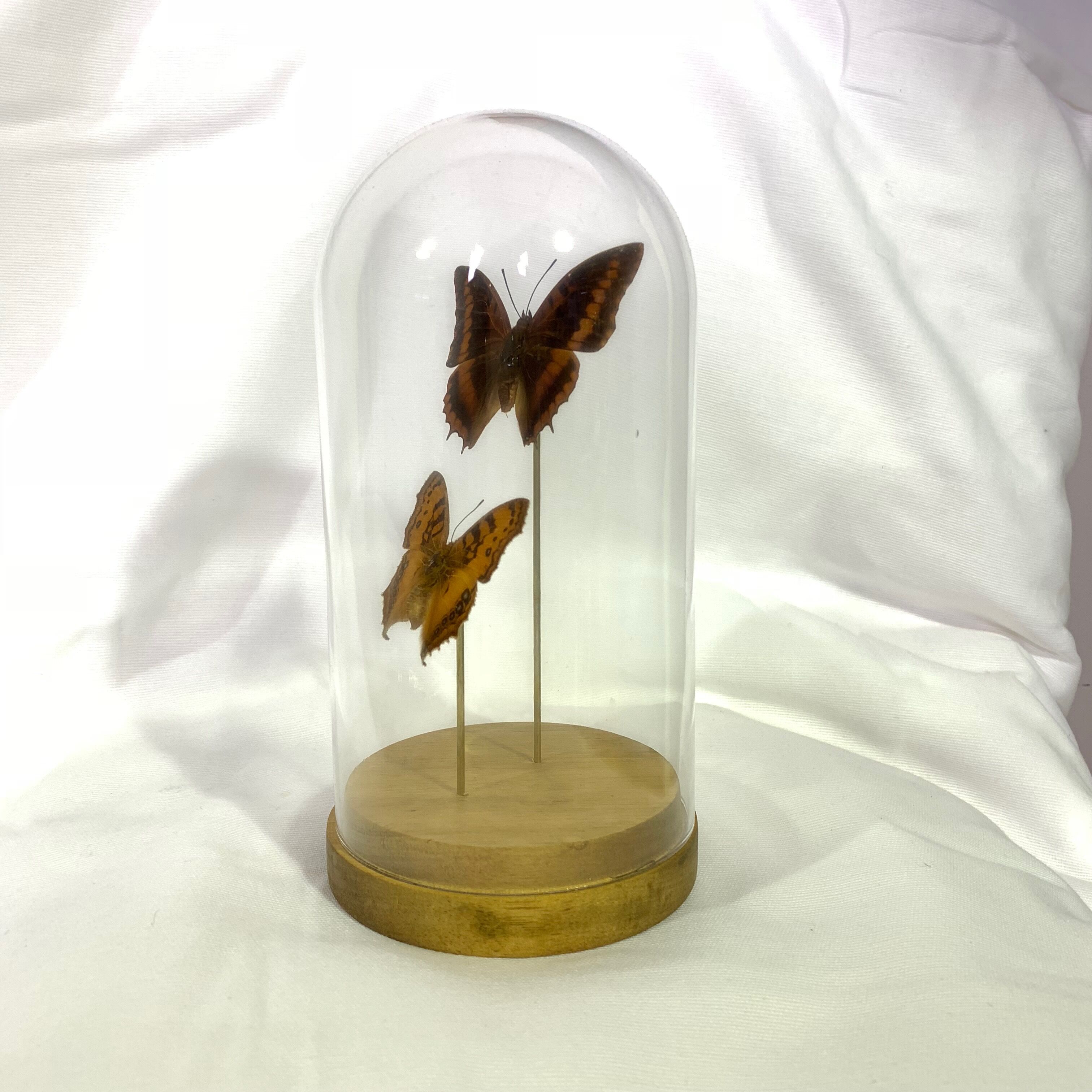 Butterflies under globe