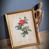 Litho rose of Pont P