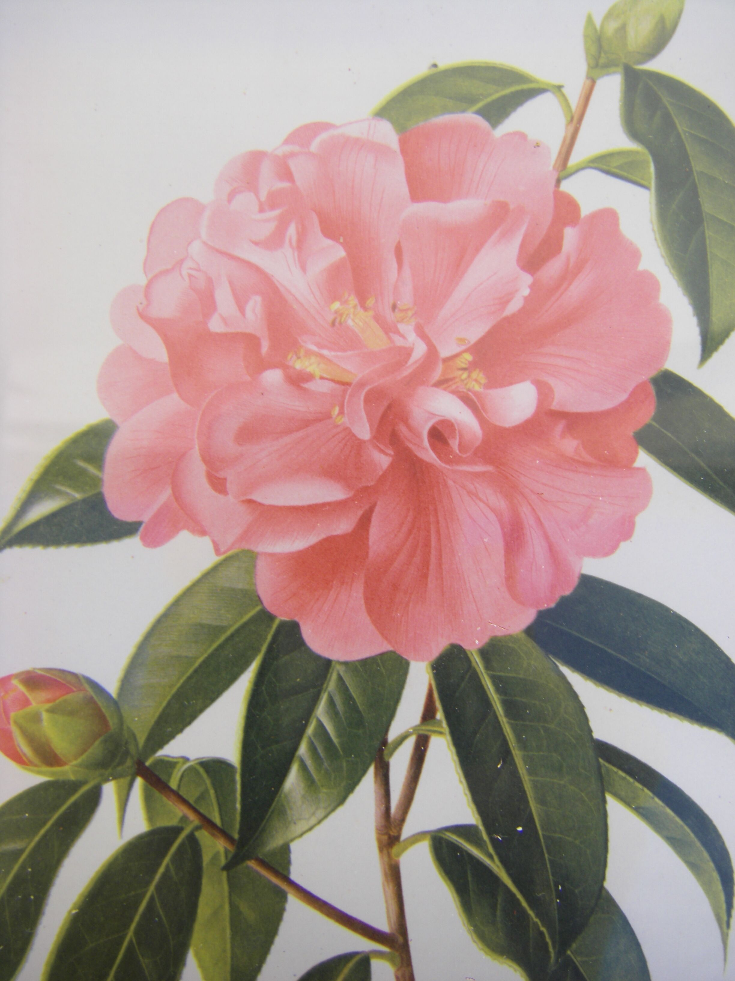 Pair of wall decorations of flowers "camellia"