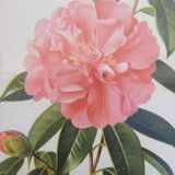 Pair of wall decorations of flowers "camellia"