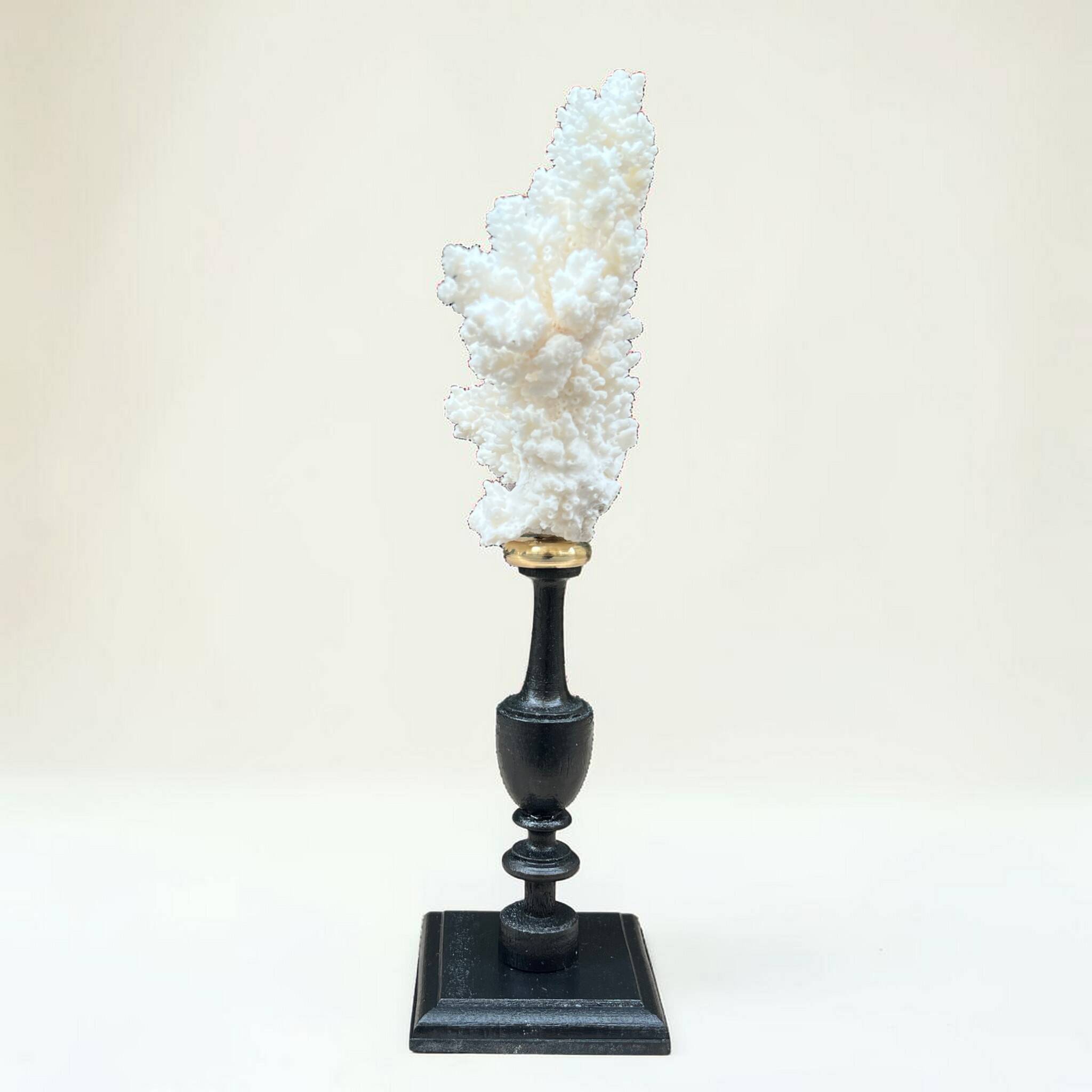 Natural ancient white coral on a black wood base curiosity cabinet