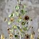 Large flower and leaf chandelier, hand-painted sheet metal, Italy, 1940s