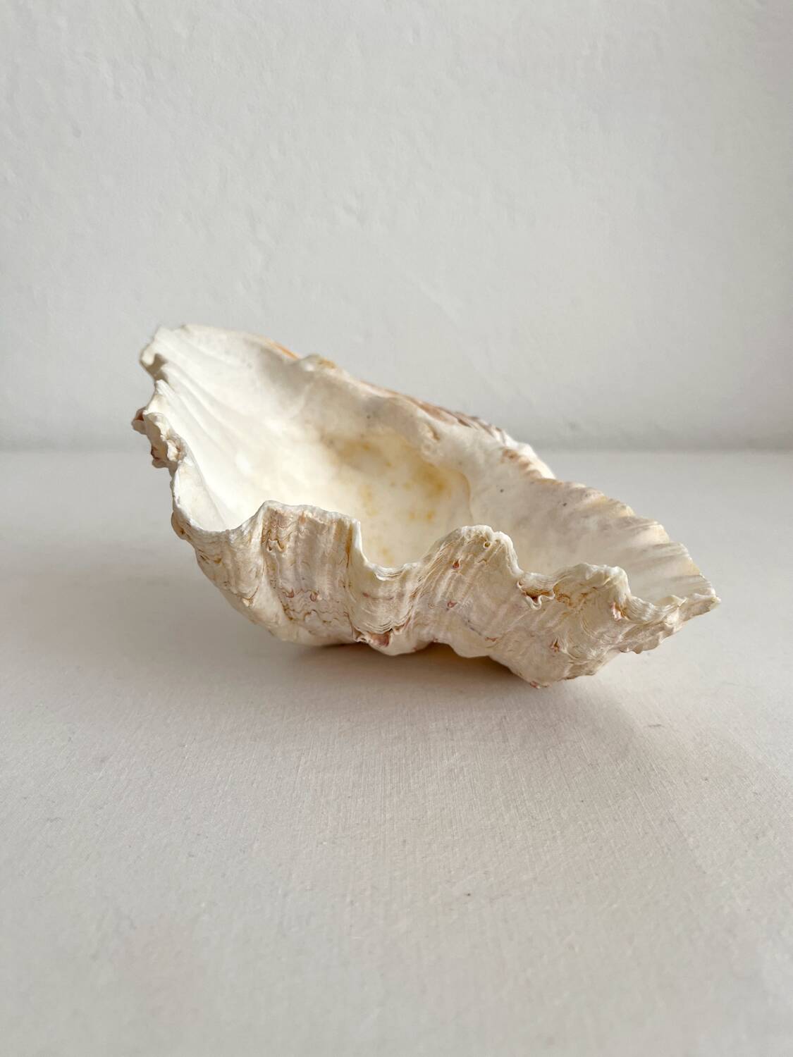 Old holy water stoup shell cabinet of curiosities