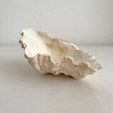 Old holy water stoup shell cabinet of curiosities
