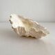 Old holy water stoup shell cabinet of curiosities