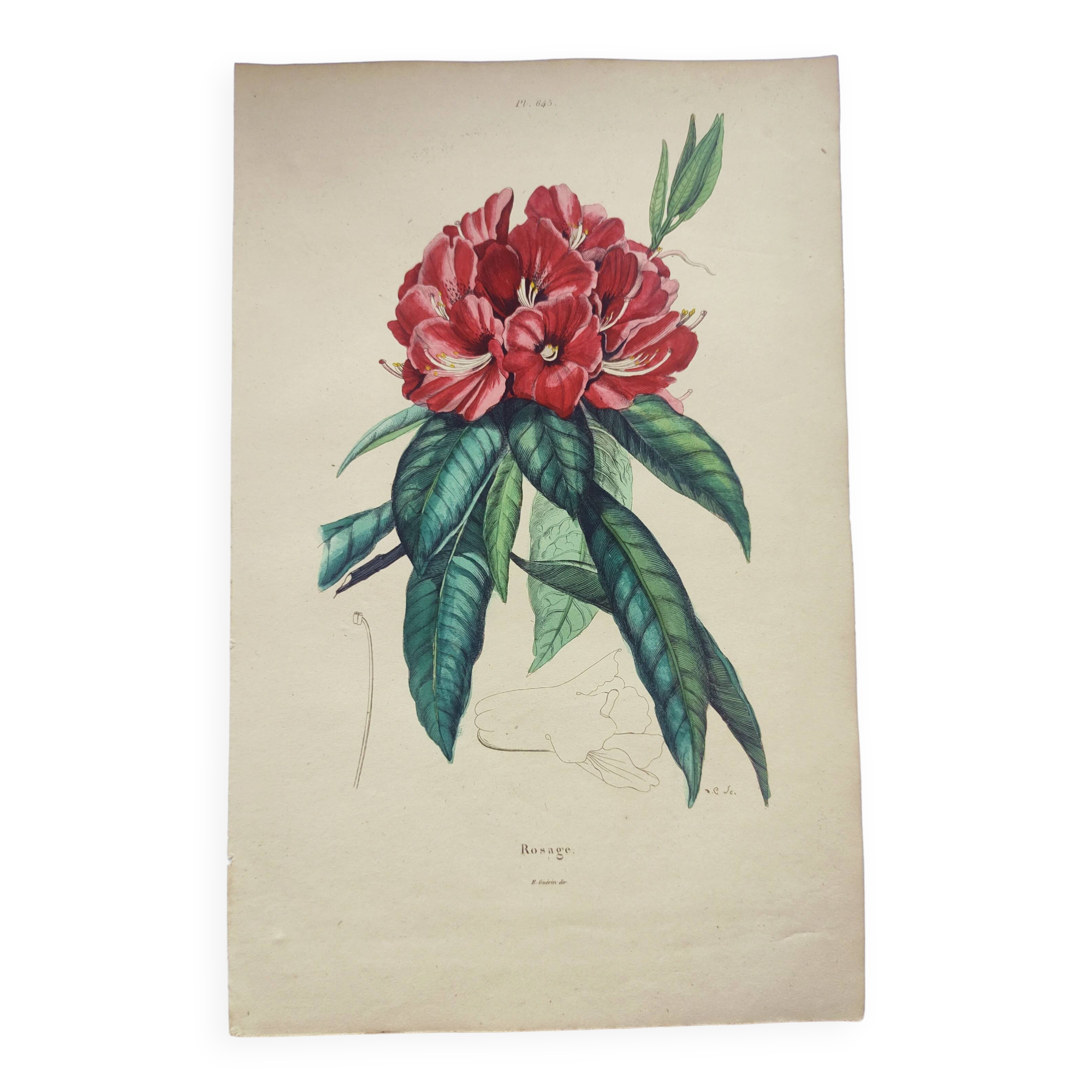Gravure ancienne de 1838 -Rosage- Planche coloriée à la main botanique. Fleur de Du Casse.