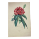 Gravure ancienne de 1838 -Rosage- Planche coloriée à la main botanique. Fleur de Du Casse.