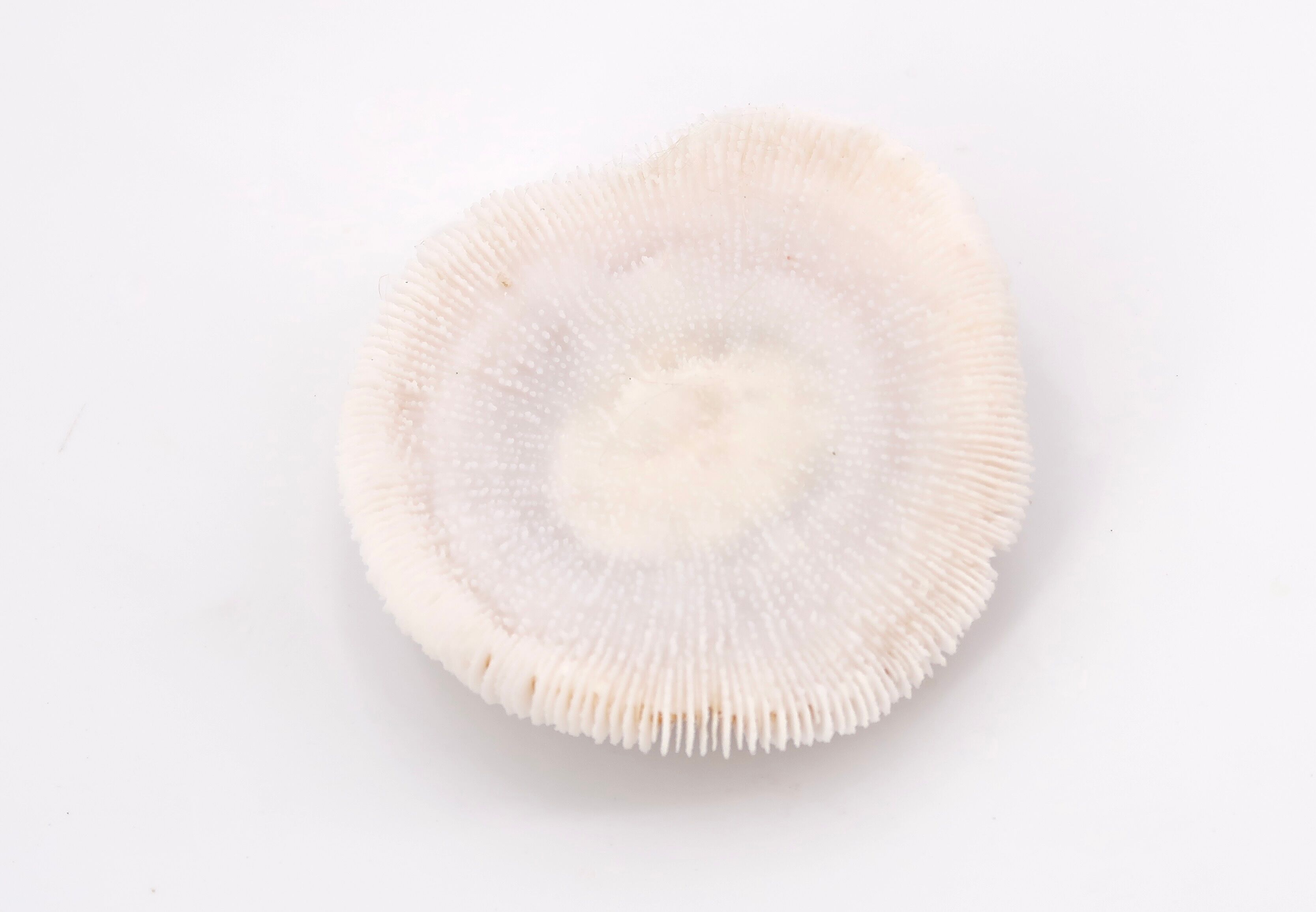 Corail blanc, cabinet de curiosités