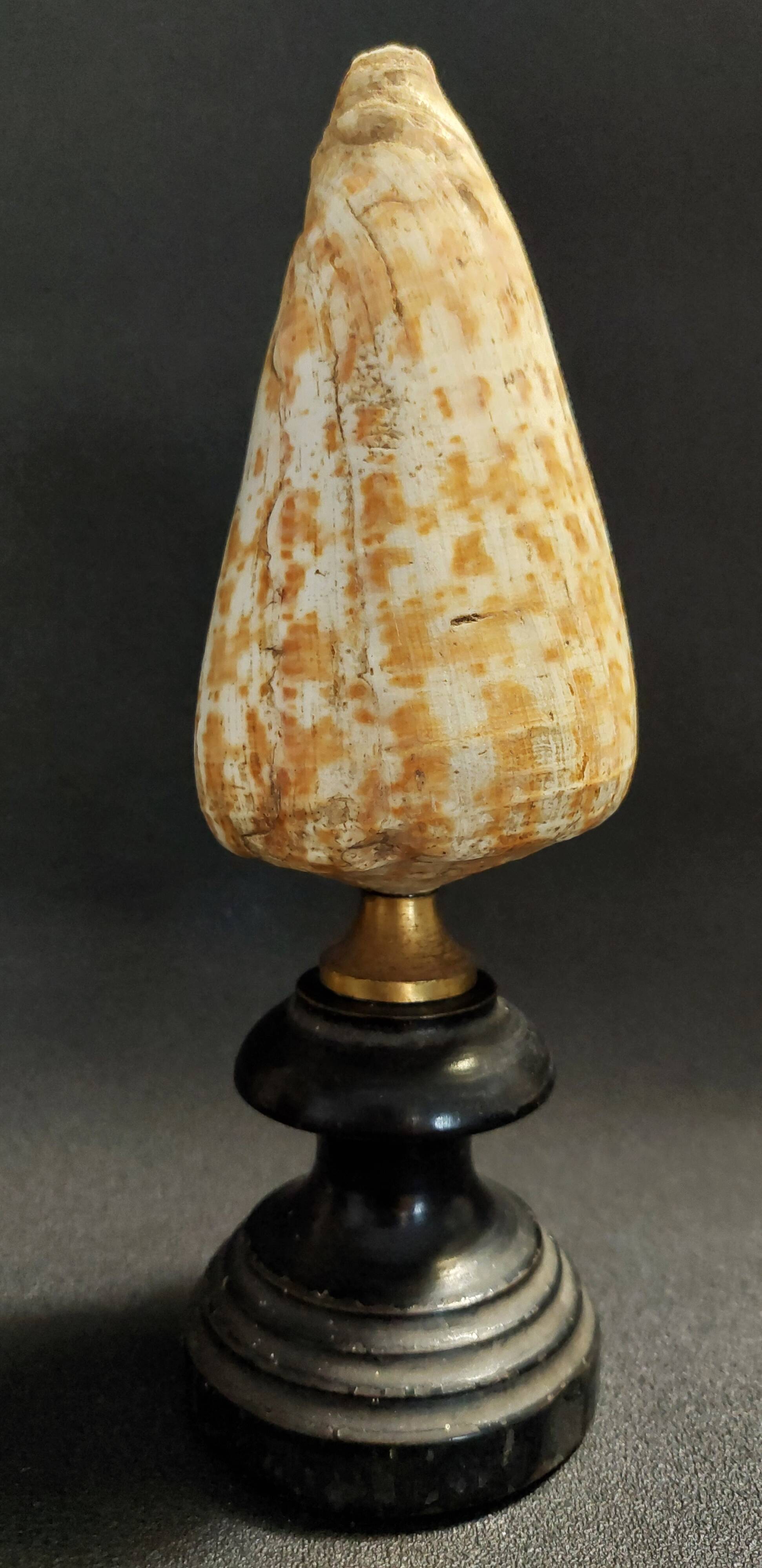Cabinet of Curiosities Conus Pulcher Shell on Base