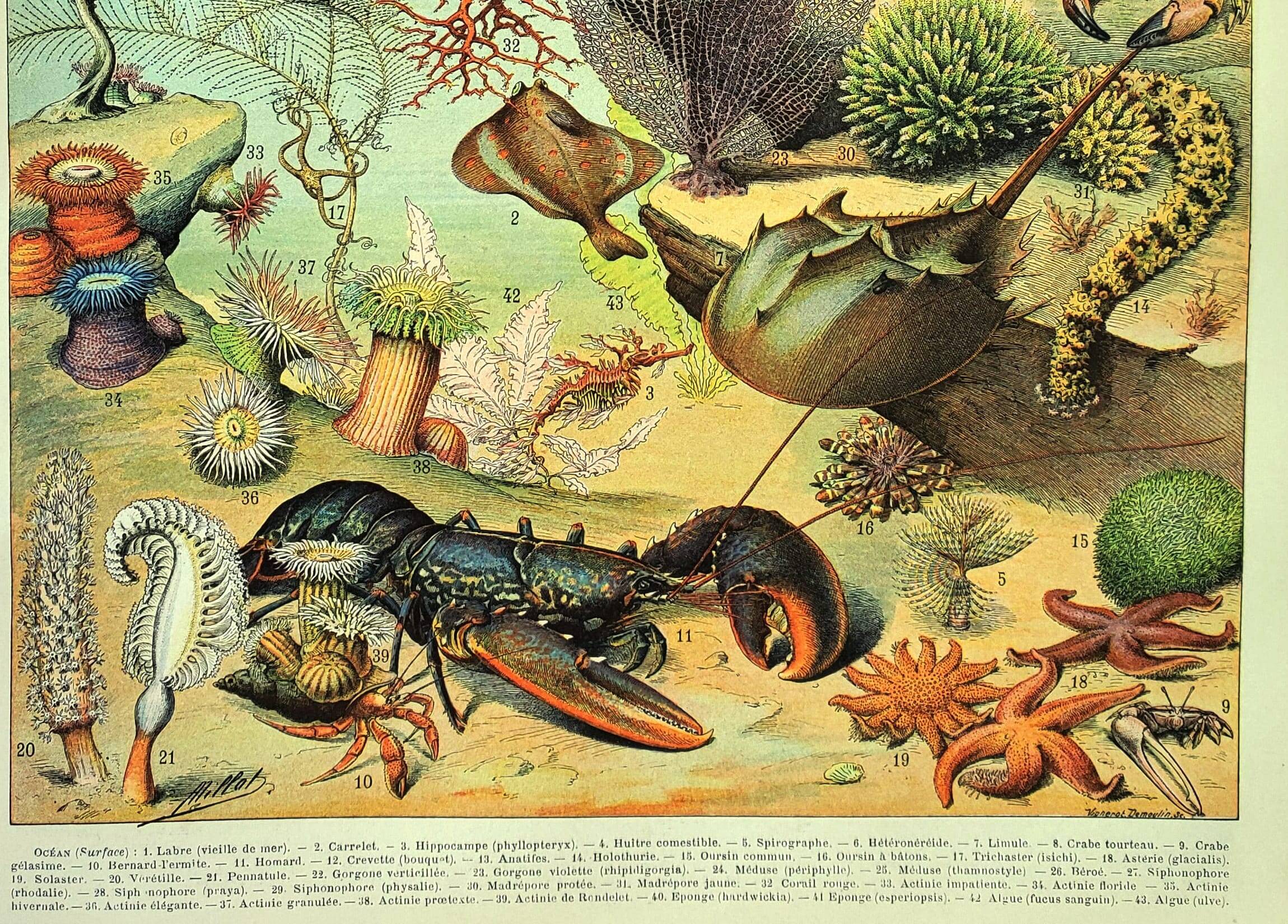 Antique engraving 1897 A. Millot - Fauna and Flora of the oceans, ocean, fish