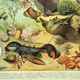 Antique engraving 1897 A. Millot - Fauna and Flora of the oceans, ocean, fish