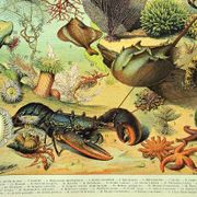Gravure ancienne 1897 A. Millot - Faune et Flore des océans, océan, poisson