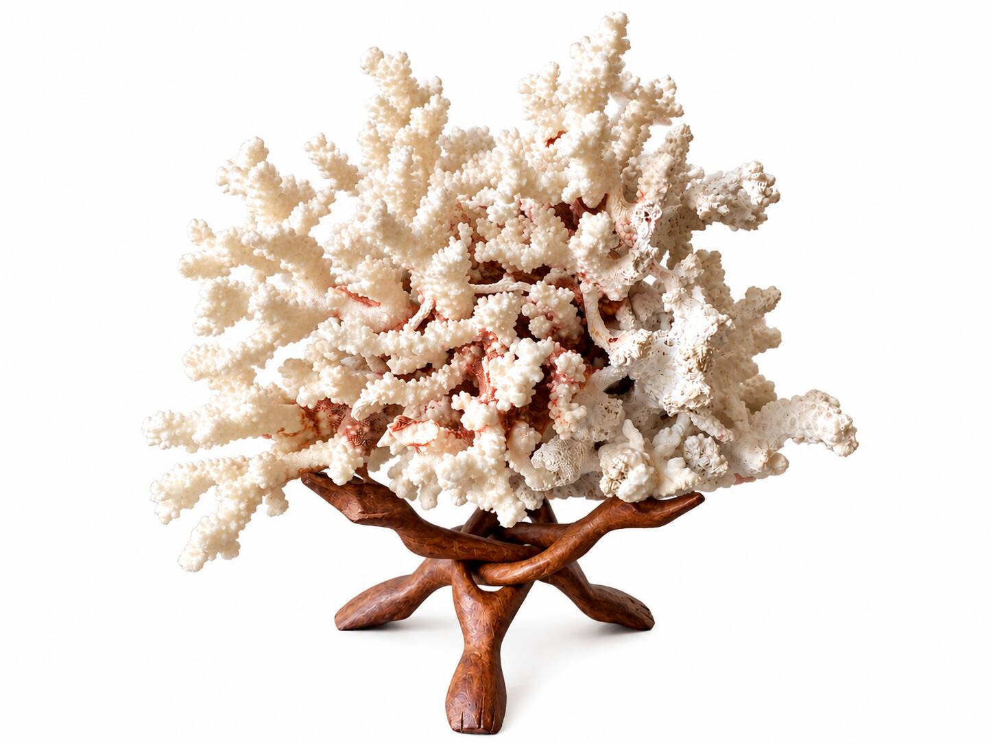 Corail blanc grand modèle 1960 sur bois sculpté