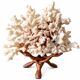 Corail blanc grand modèle 1960 sur bois sculpté