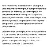 Directoire cherry wood bookcase