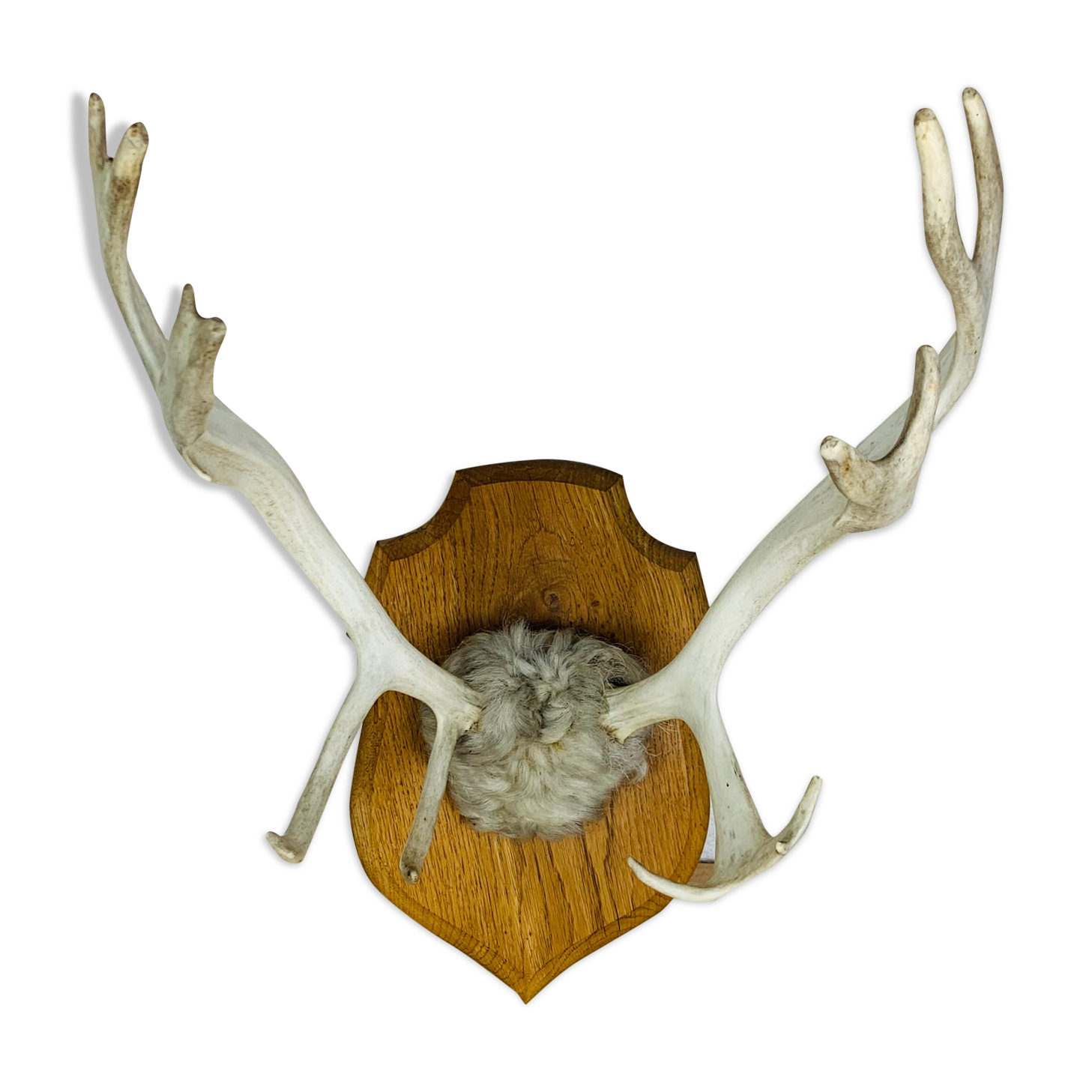 Reindeer trophy on wooden crest