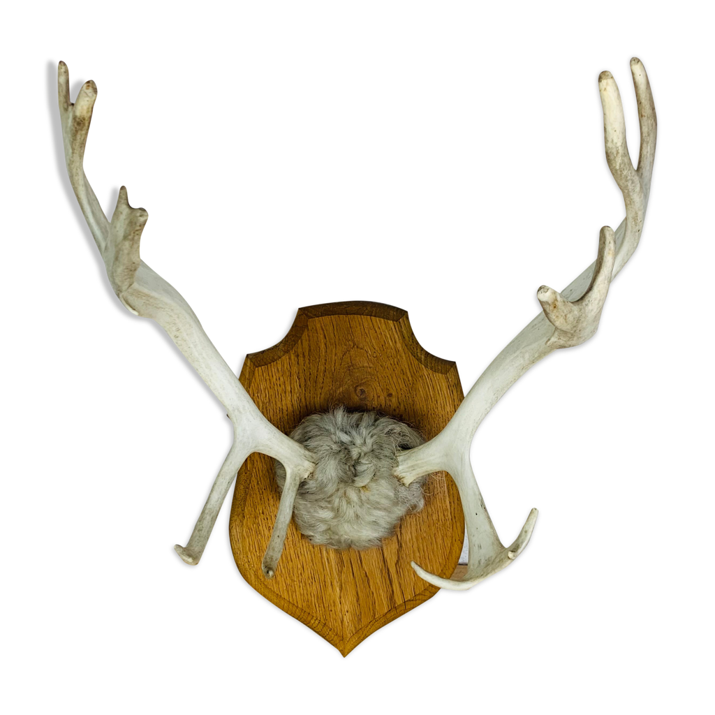 Écusson trophée de chasse pour massacre,variante E, dim. 21 x 13 cm