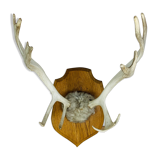 Reindeer trophy on wooden crest