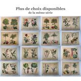 Botanical engraving from 1870 - Bois-Gentil and Yew - Lithograph of a plant