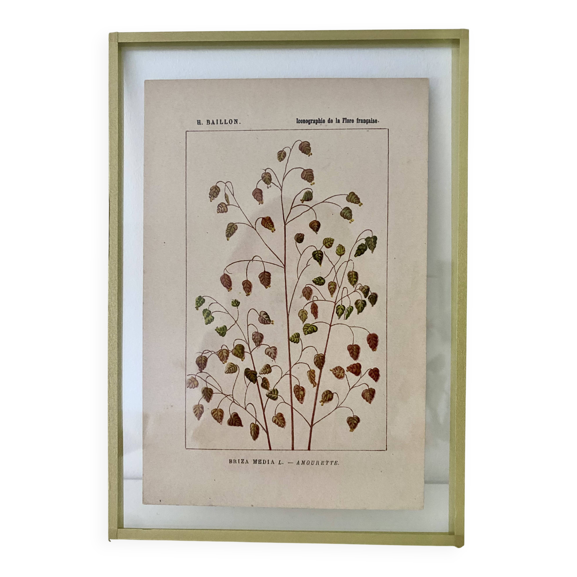 Botanical plate