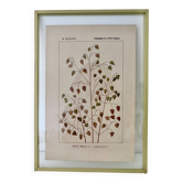 Botanical plate