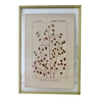 Botanical plate