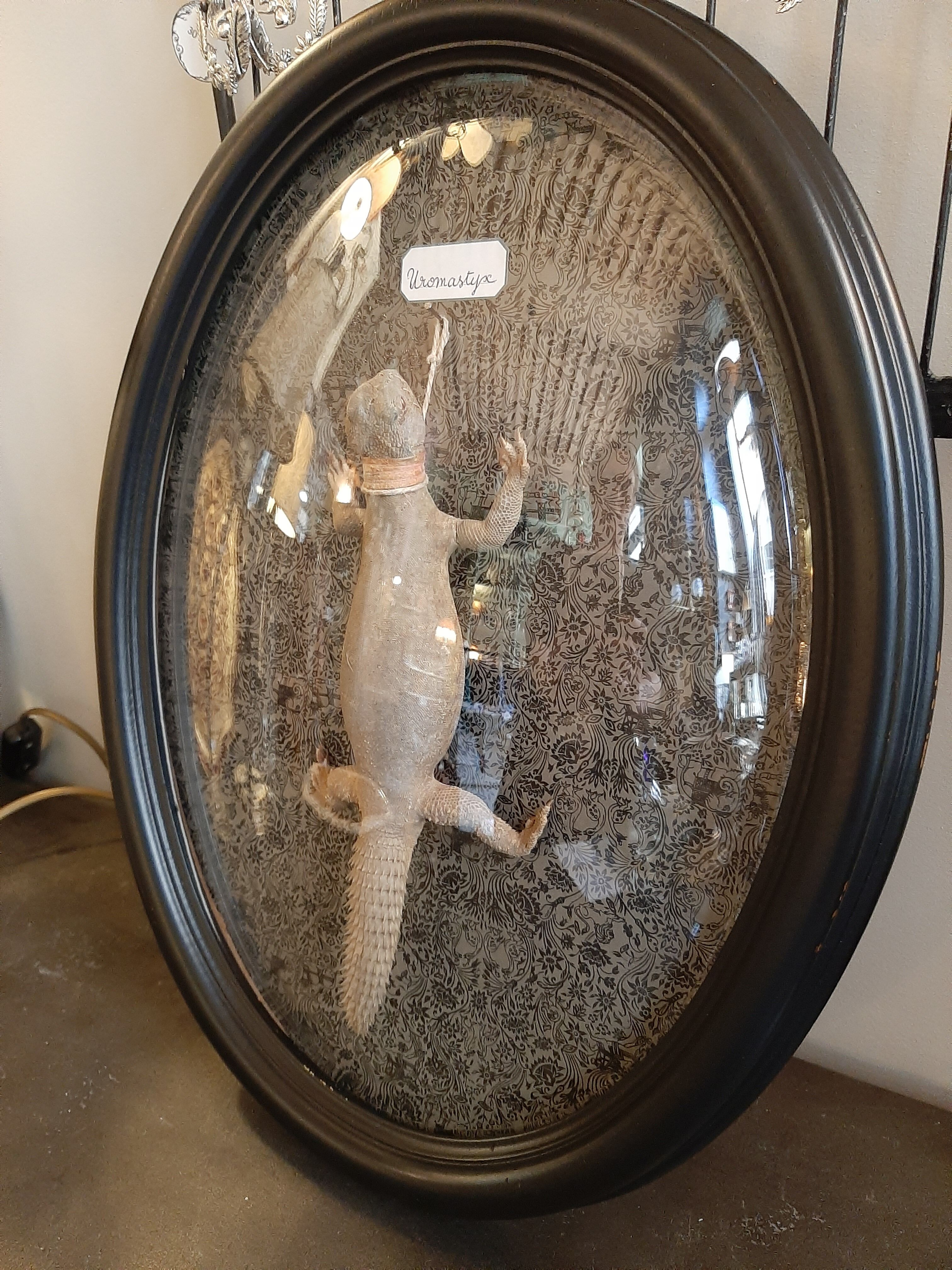 Taxidermy lizard whip-tail