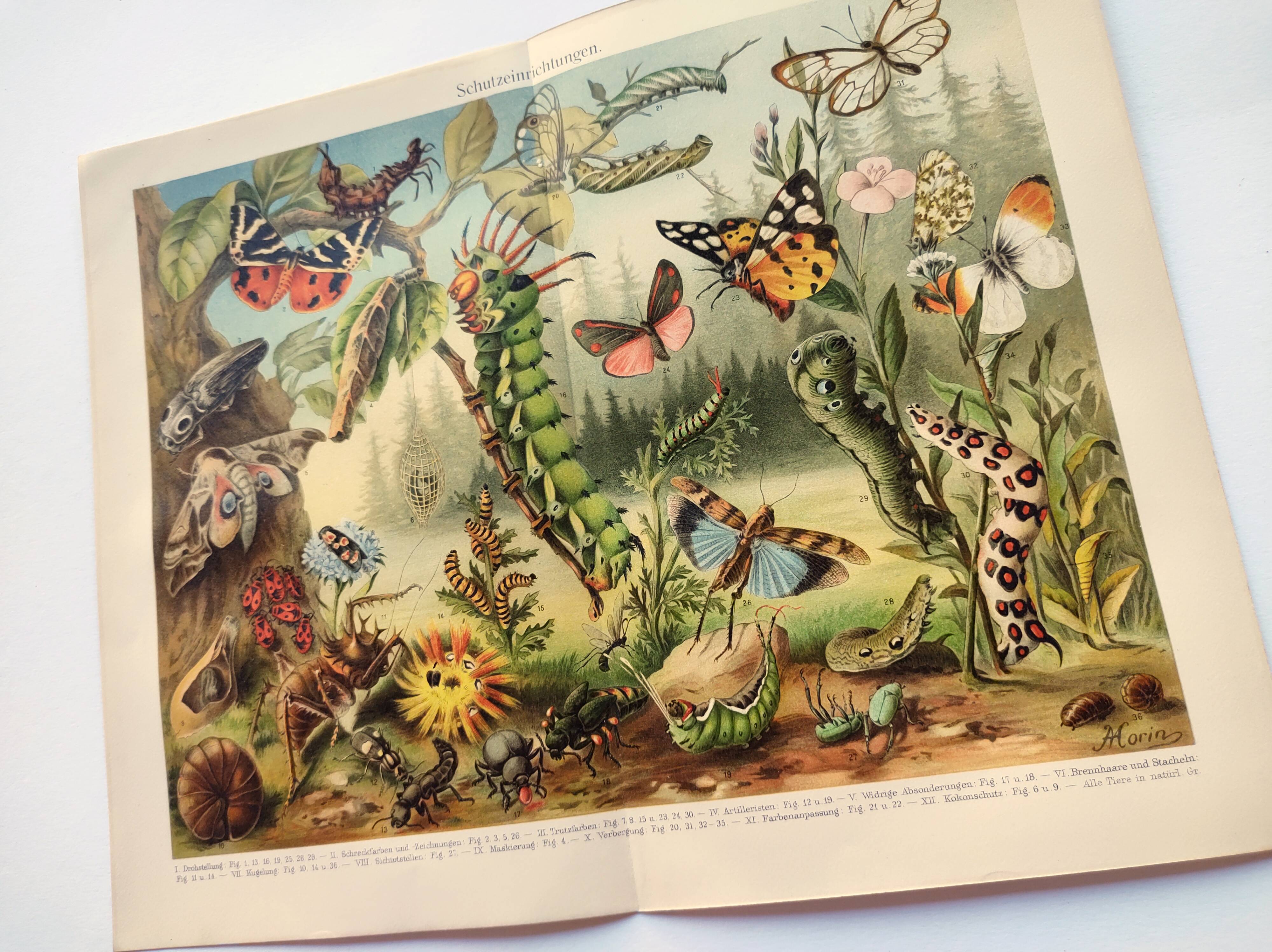 Zoological engraving from 1909 - Butterflies and insects - Old German print