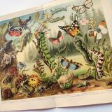 Zoological engraving from 1909 - Butterflies and insects - Old German print