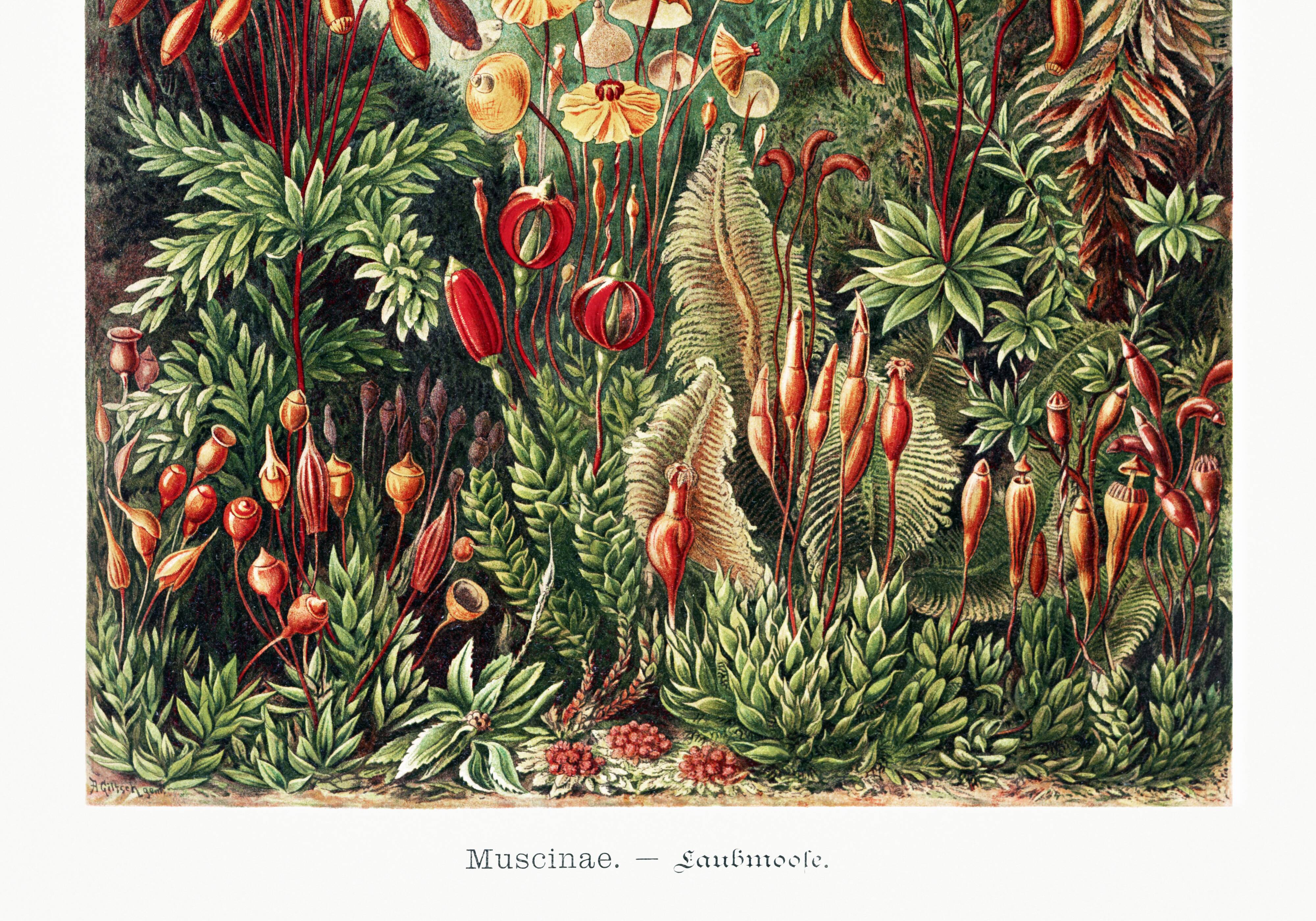 Poster about mossy plants, based on an old lithograph from 1904