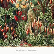 Affiche sur les plantes à mousse, d’après une lithographie ancienne de 1904
