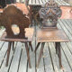 Pair of Alsatian chairs from the late 18th century with carved backs.