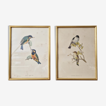 Bird prints J.Gould HC Richter