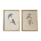 Bird prints J.Gould HC Richter