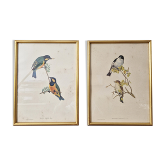 Bird prints J.Gould HC Richter