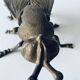 Cendrier mouche en laiton