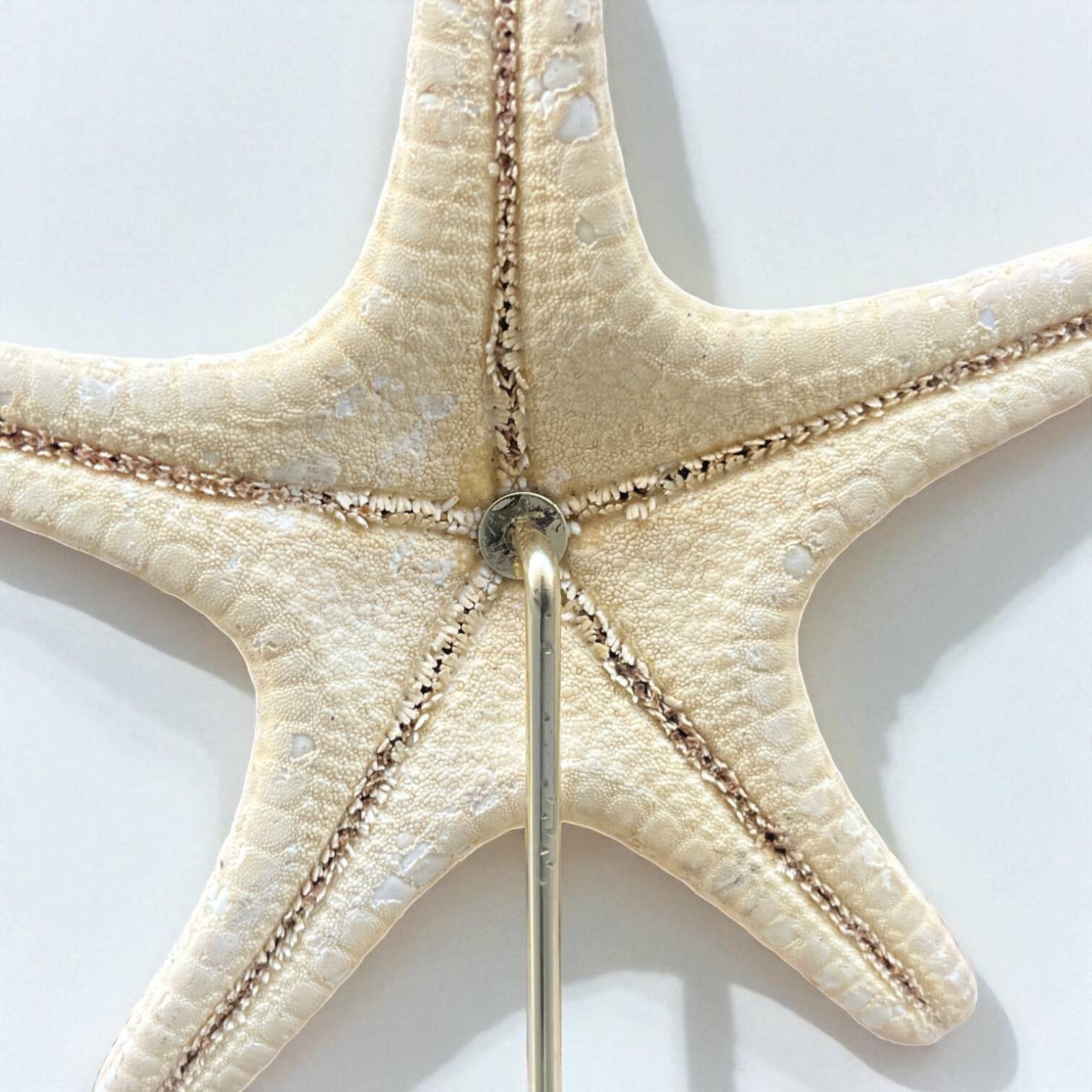 Starfish on a turned wooden base, late 19th century - cabinet of curiosities