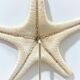 Starfish on a turned wooden base, late 19th century - cabinet of curiosities