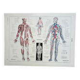 Antique engraving 1928, Man, anatomy, biology, medicine • Lithograph, original illustration